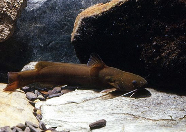 Pseudobagrus brevianalis Regan, 1908